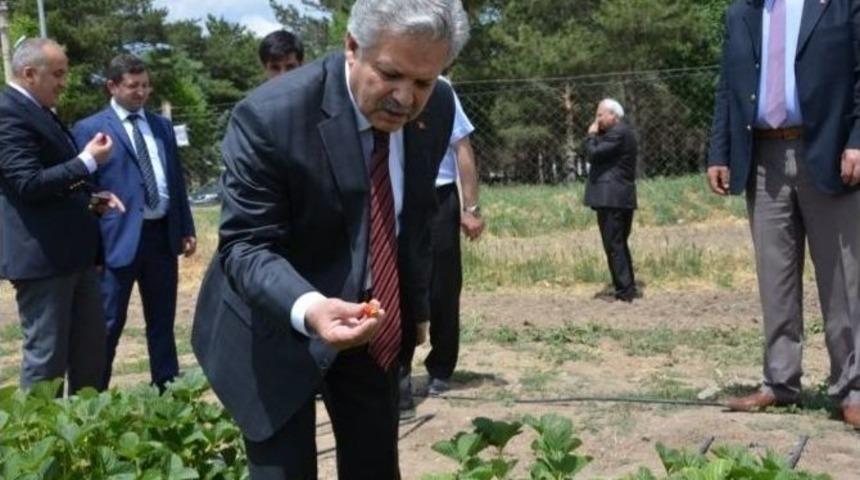 Doktor Arılar Projesi Meyvesini Verdi