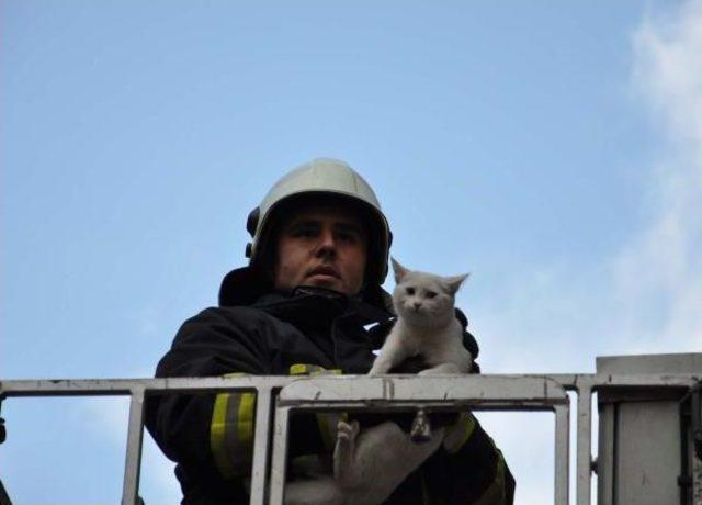 İki Gündür Ağaçta Mahsur Kedi Kurtarıldı