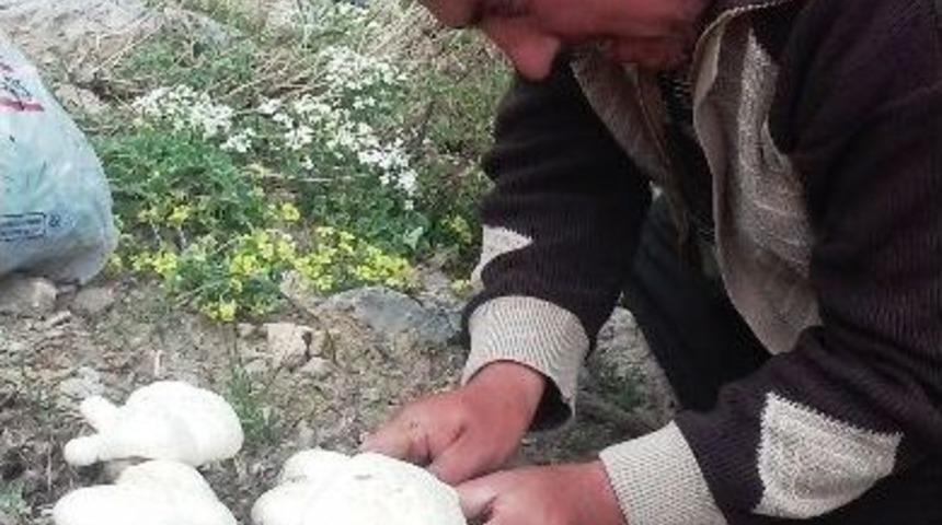 &Ccedil;aşır Mantarının Kilosu 50 Lira