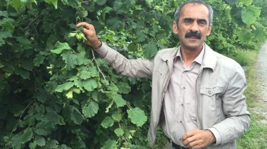 Fındıkta &ldquo;k&uuml;llenme&rdquo; Endişesi