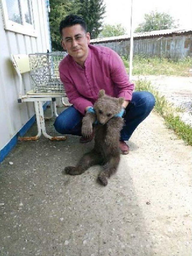 Yavru Ayının Bacağı Kiraz Ağacında Sıkıştı 1