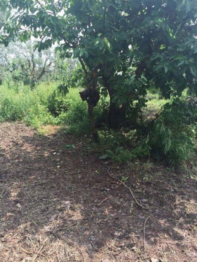 Yavru Ayının Bacağı Kiraz Ağacında Sıkıştı 2