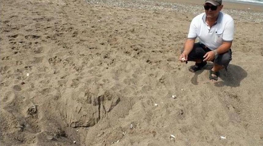 Caretta Carettalar Yumurta Bırakmaya Başladı