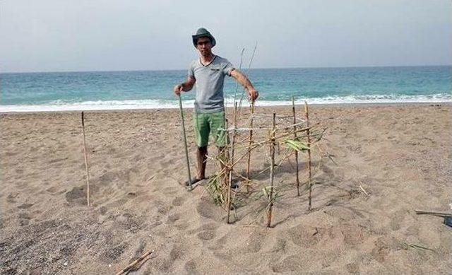 Caretta Carettalar Yumurta Bırakmaya Başladı 1