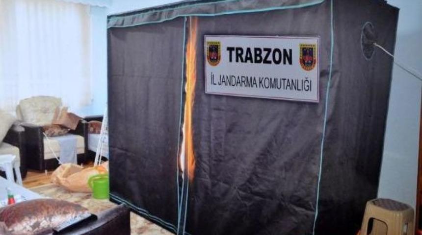 Evde Saksıda Hintkeneviri Yetiştirdi