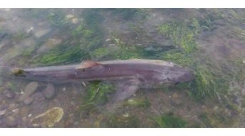 Sahile Vuran K&ouml;pek Balığı Korkuttu