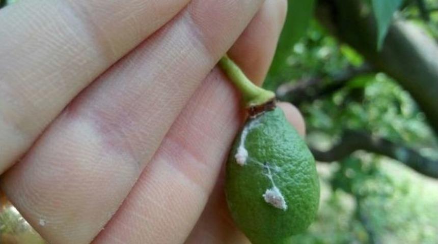 Tarım Danışmanları Limon İ&ccedil;in Sahada