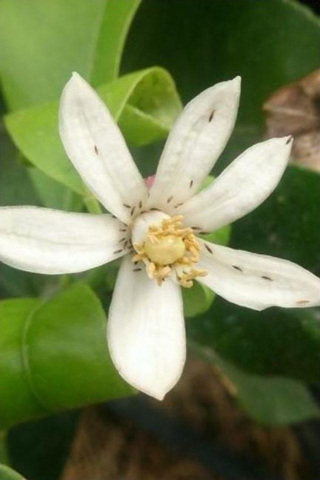 Tarım Danışmanları Limon İçin Sahada