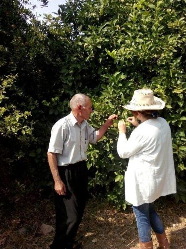 Tarım Danışmanları Limon İçin Sahada