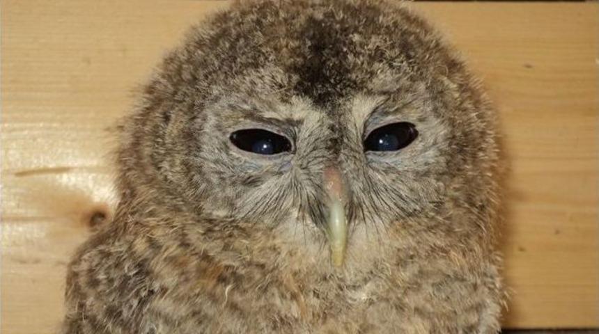 Yaban Hayvan Yavrusu G&ouml;r&uuml;nce Oradan Uzaklaşın