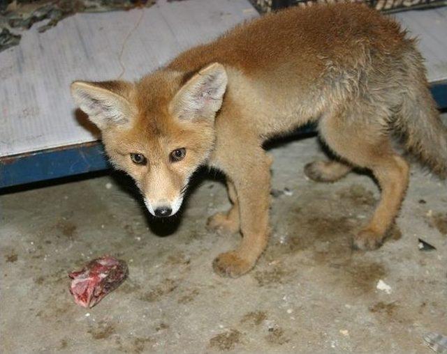 Yaban Hayvan Yavrusu G&ouml;r&uuml;nce Oradan Uzaklaşın 1