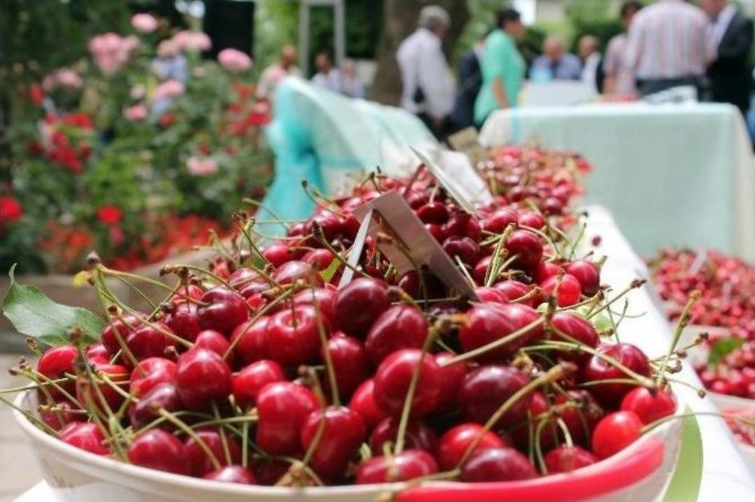 Tekirdağ&rsquo;ın Meşhur Kirazı G&ouml;r&uuml;c&uuml;ye &Ccedil;ıktı