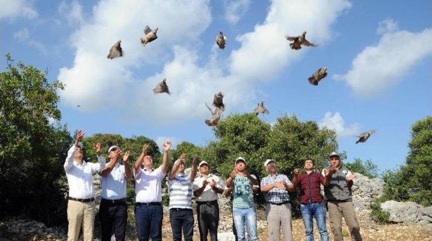 Kınalı Keklikler Doğayla Buluştu
