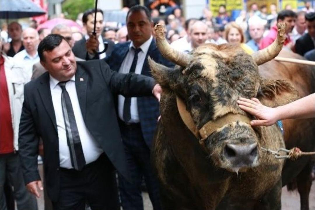 İspanya Değil Artvin