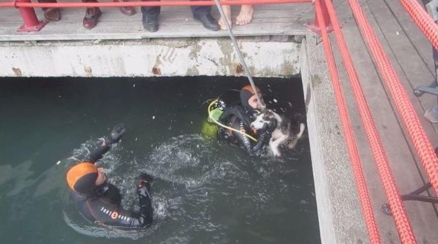 Kocaeli&rsquo;de Denize D&uuml;zeşen K&ouml;perk İtfaiye Tarafından Kurtarıldı