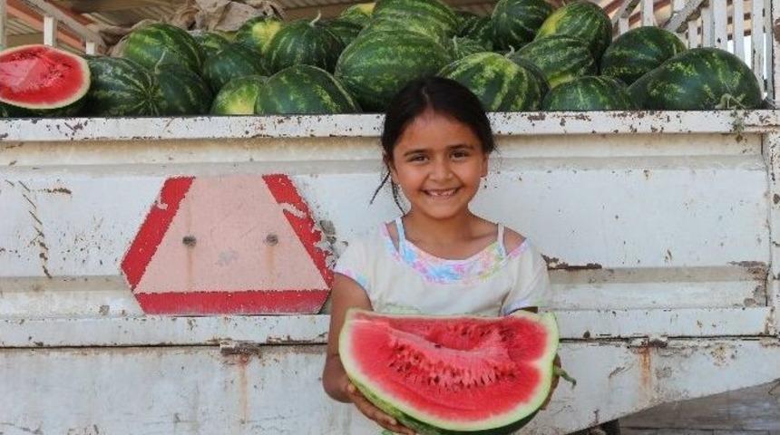 Mut&rsquo;ta Karpuz Hasadı