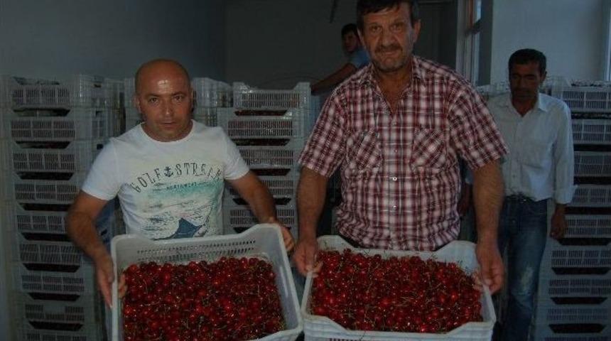 Lapseki Kirazı Almanya&rsquo;ya İhra&ccedil; Oluyor
