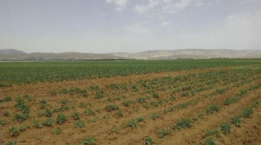 Tohumluk Patates &Uuml;retimi &Ccedil;alışmaları Yerinde İncelendi