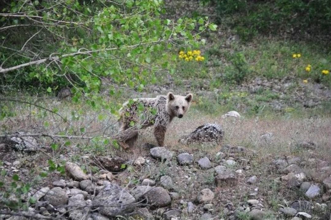 A&ccedil; Kalan Yaban Ayıları Yiyecek Yerken Fotoğraflandı