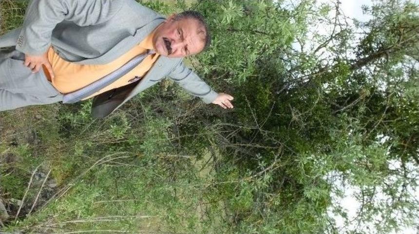 İvrindi&rsquo;de Meyve Ağa&ccedil;larına &Ouml;kseotu Tehdidi