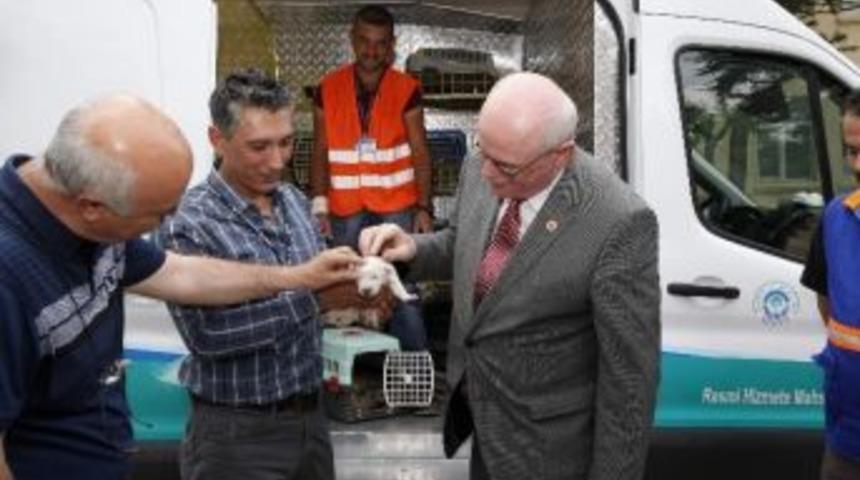 Sokak Hayvanları İ&ccedil;in Yeni Ara&ccedil;