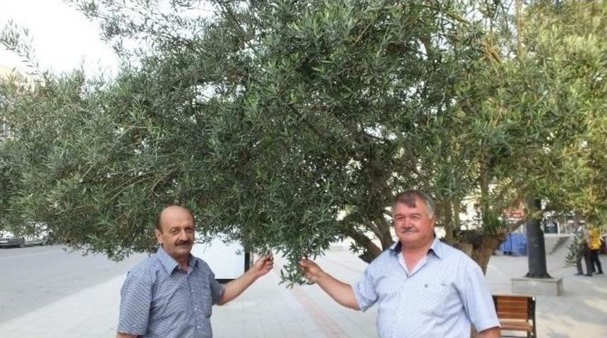 Zeytinyağı Fiyatlarında D&uuml;ş&uuml;ş Beklenmiyor