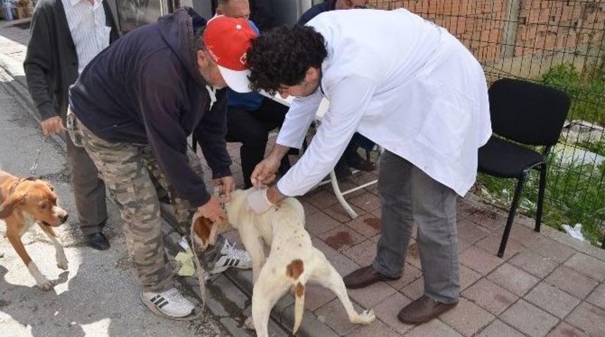 Belediyeden K&ouml;peklere &Uuml;cretsiz Kuduz Aşısı Ve Sağlık Kontrol&uuml;