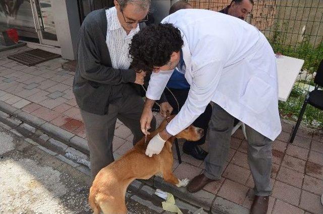 Belediyeden Köpeklere Ücretsiz Kuduz Aşısı Ve Sağlık Kontrolü