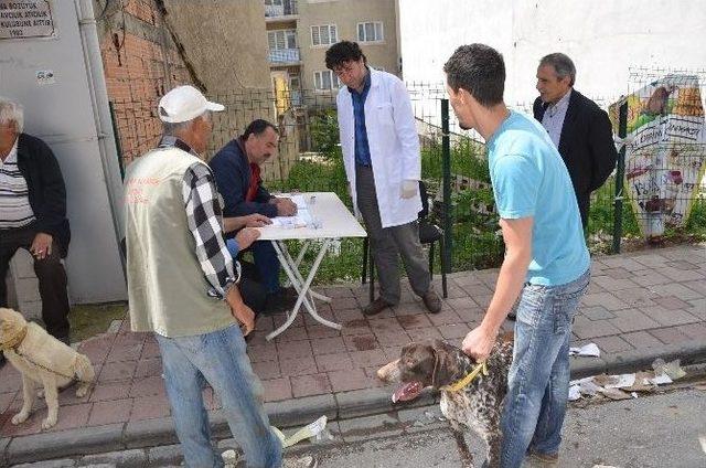 Belediyeden Köpeklere Ücretsiz Kuduz Aşısı Ve Sağlık Kontrolü