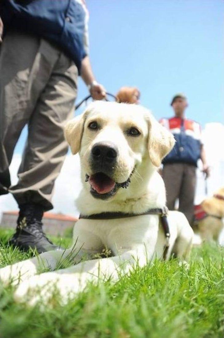 Afyonkarahisar’da “4. Geleneksel Çocuk Oyunları Festivali” G4