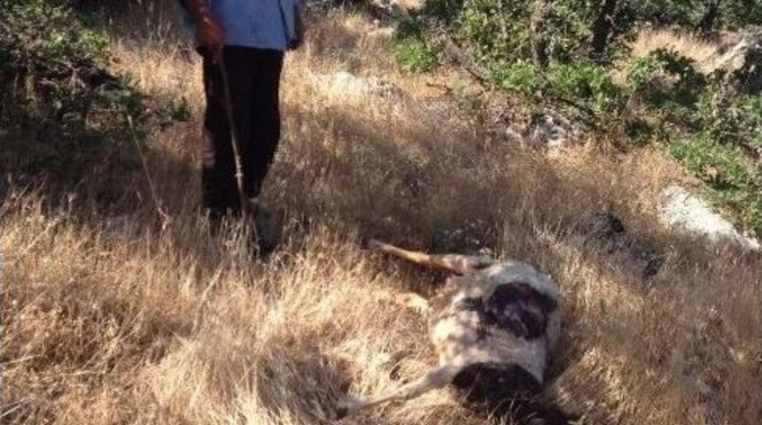 Adıyaman&rsquo;da 22 Koyun Telef Oldu