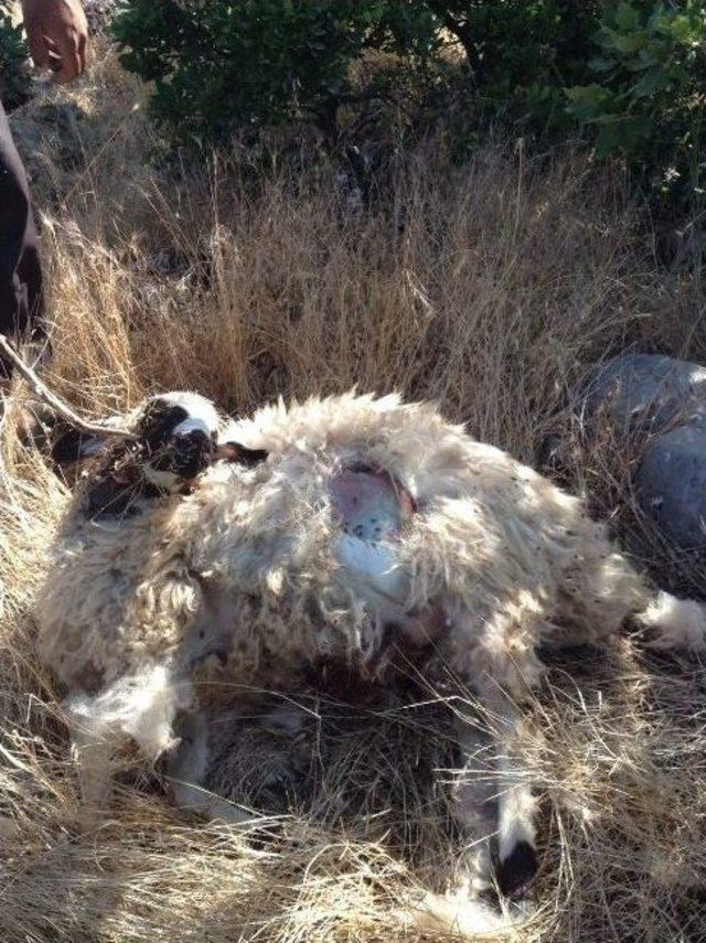 Adıyaman&rsquo;da 22 Koyun Telef Oldu 1