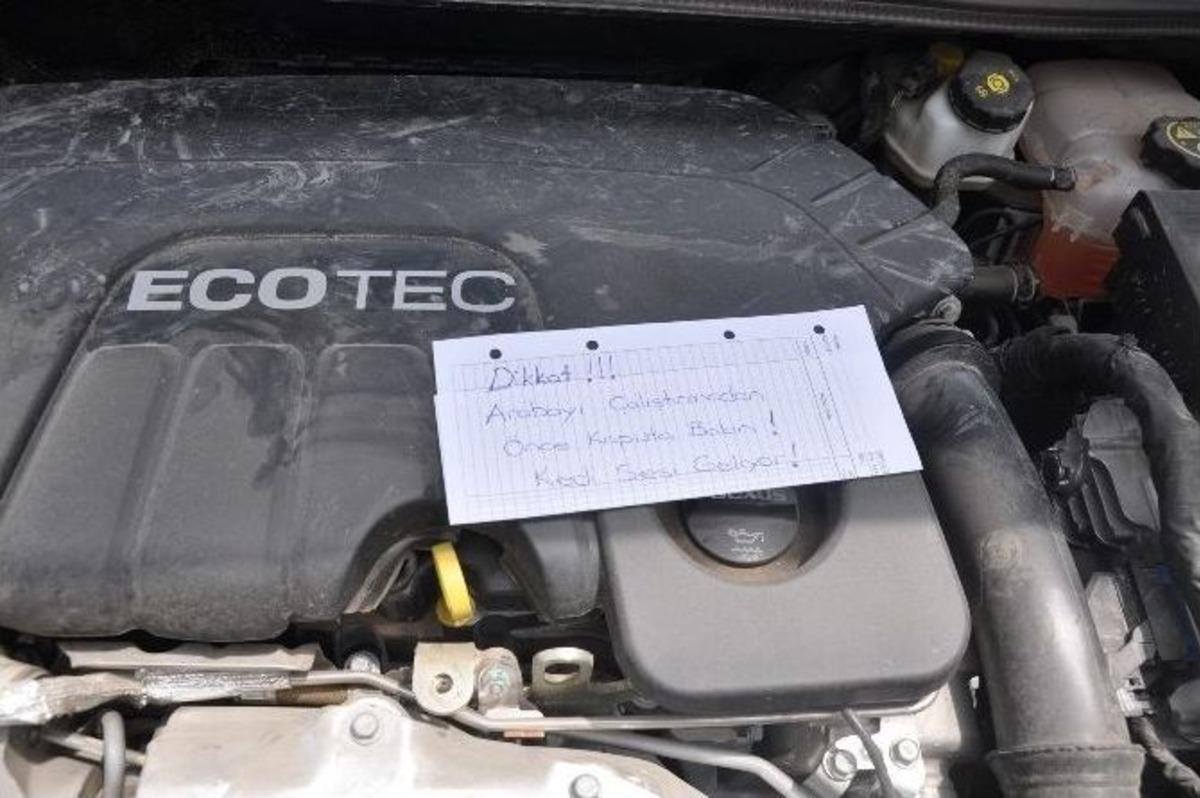 Yavru Kedi "pes" Dedirtti