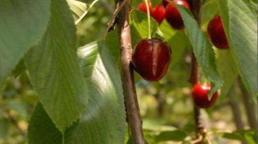 Kirazı Yağmur Vurdu