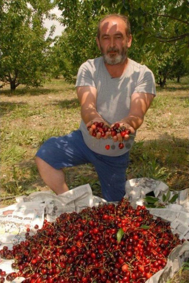 Kirazı Yağmur Vurdu