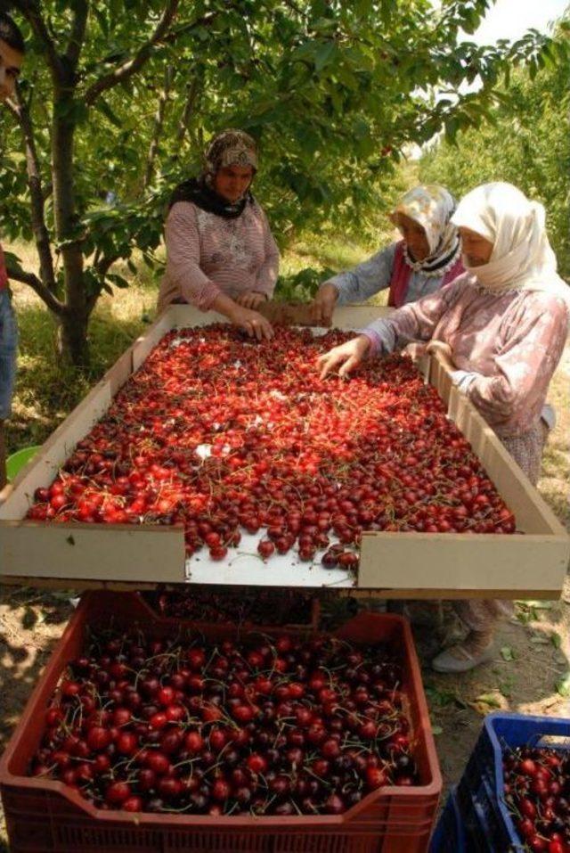 Kirazı Yağmur Vurdu