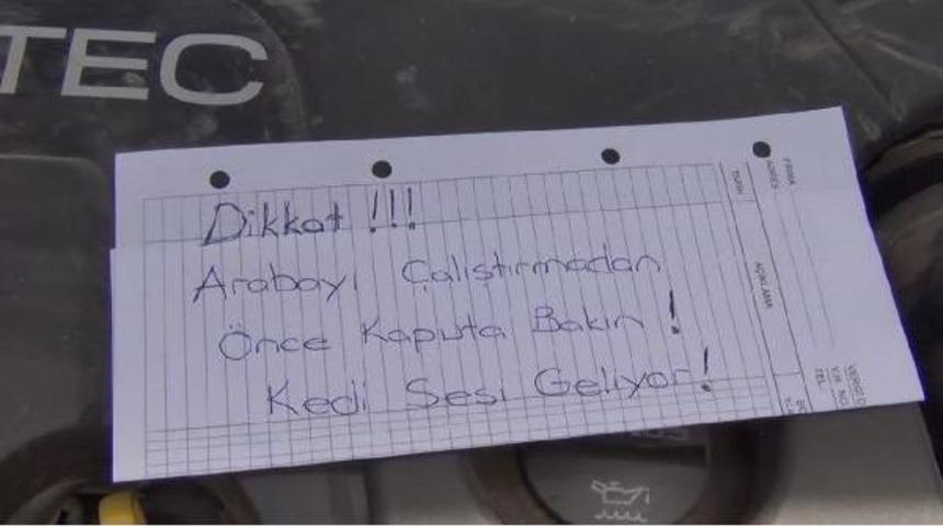 Yavru Kedi &Ccedil;arşıyı Karıştırdı