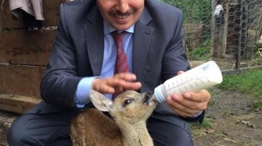 Vali Karacayı Biberonla Besledi