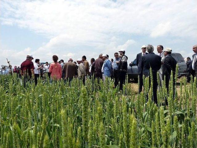 Eskişehir’de “tarla Günü” Etkinliği