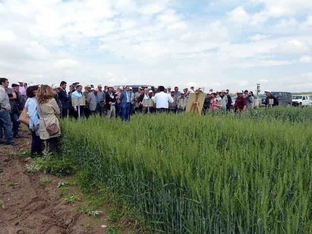 Eskişehir’de “tarla Günü” Etkinliği