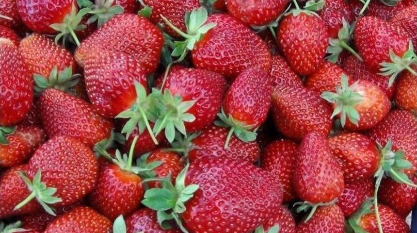&Ccedil;ilek Rekoltesiyle Sevindirdi, Fiyatıyla &Uuml;zd&uuml;