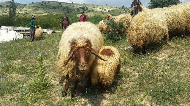 Ette Fiyat Farkı Tartışması