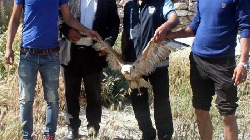 &Ccedil;&ouml;pl&uuml;kte Yaralı Bulanan Kızıl Şahine Tedavi