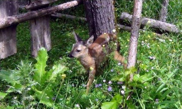 Ormanda Baygın Bulduğu Yavru Karacayı Iyileştirdi