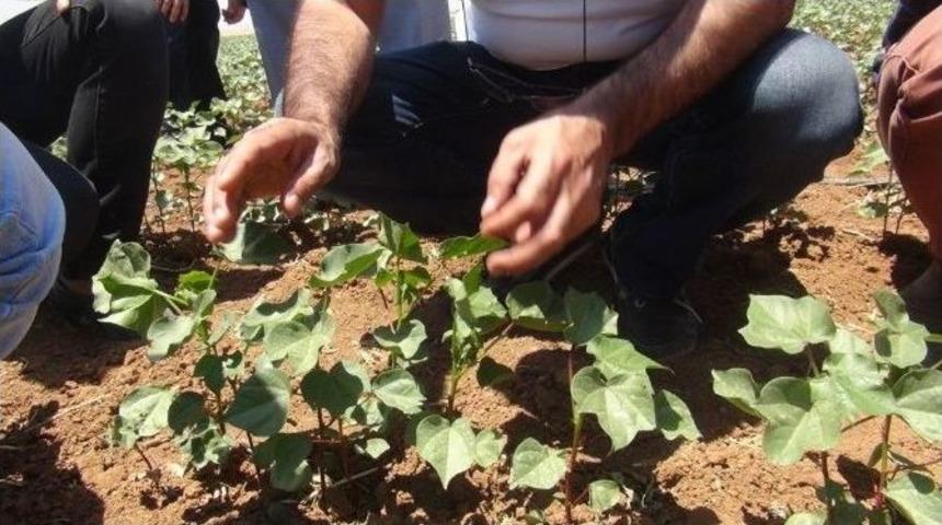 Ziraat M&uuml;hendislerine Uygulamalı Pamuk Entegre M&uuml;cadele Eğitimi Verildi