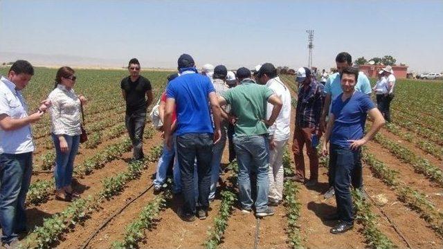 Ziraat Mühendislerine Uygulamalı Pamuk Entegre Mücadele Eğitimi Verildi