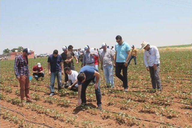 Ziraat Mühendislerine Uygulamalı Pamuk Entegre Mücadele Eğitimi Verildi