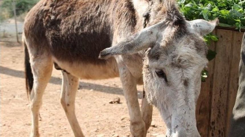 Yaşlı Eşeğini &Ouml;l&uuml;me Terk Etti