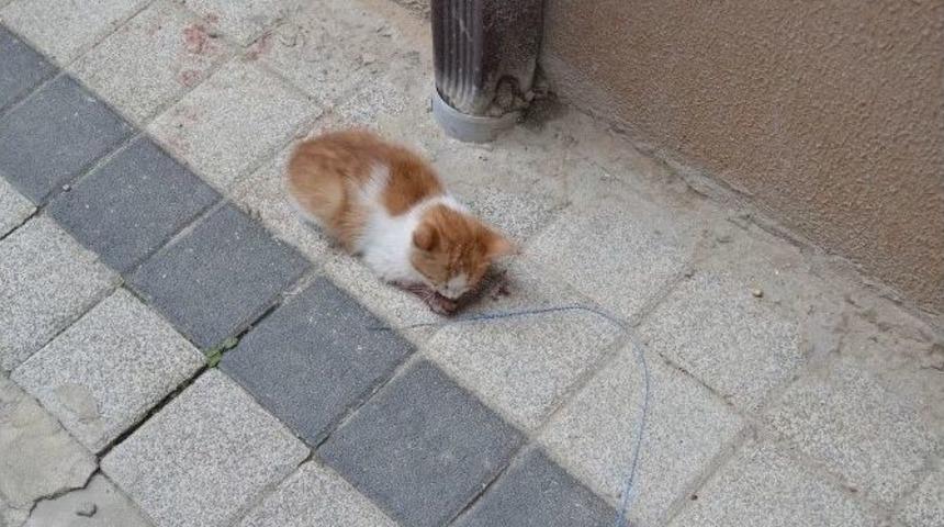 Bir S&uuml;r&uuml;c&uuml;n&uuml;n &Ccedil;arpıp Ka&ccedil;tığı Kediye Duyarlı Vatandaş Sahip &Ccedil;ıktı