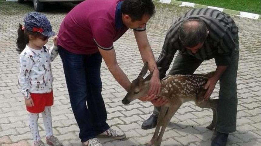 10 G&uuml;nl&uuml;k Geyik Yavrusuna Vatandaş Sahip &Ccedil;ıktı